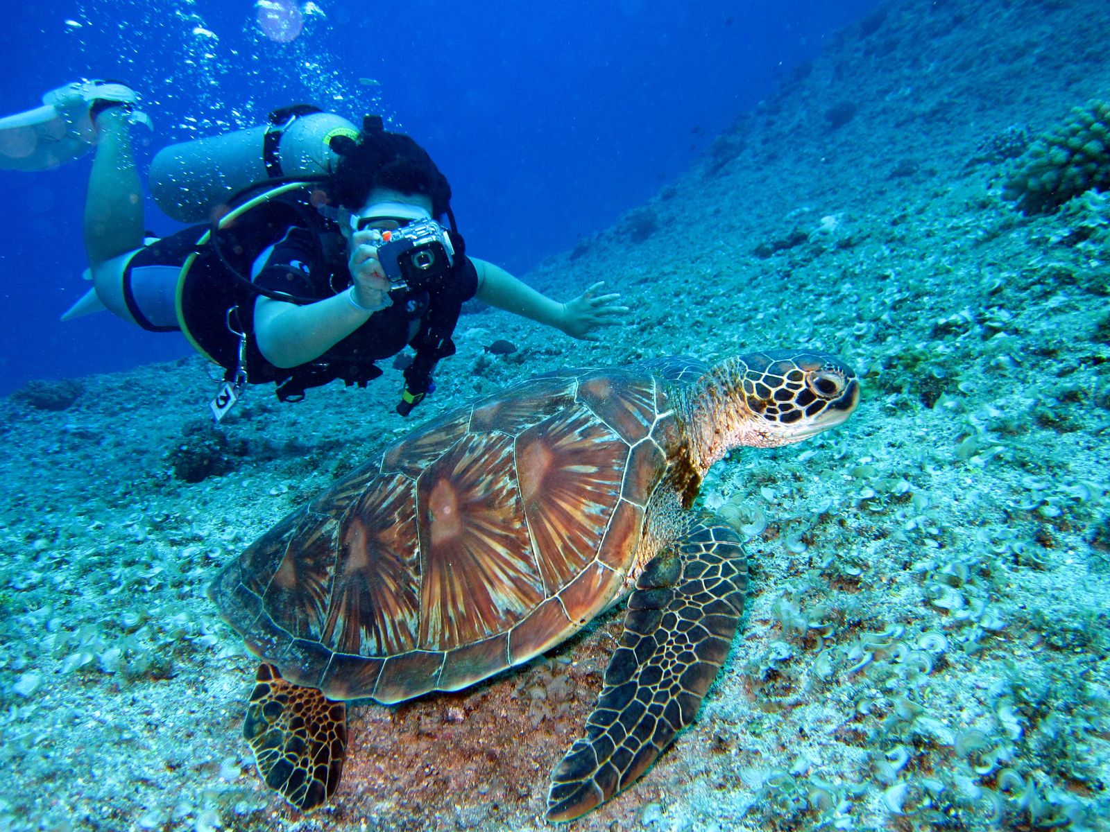 Underwater reef